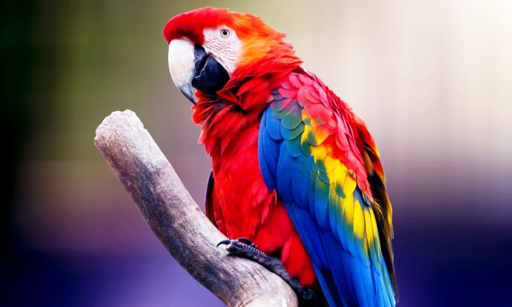 best pet Macaw